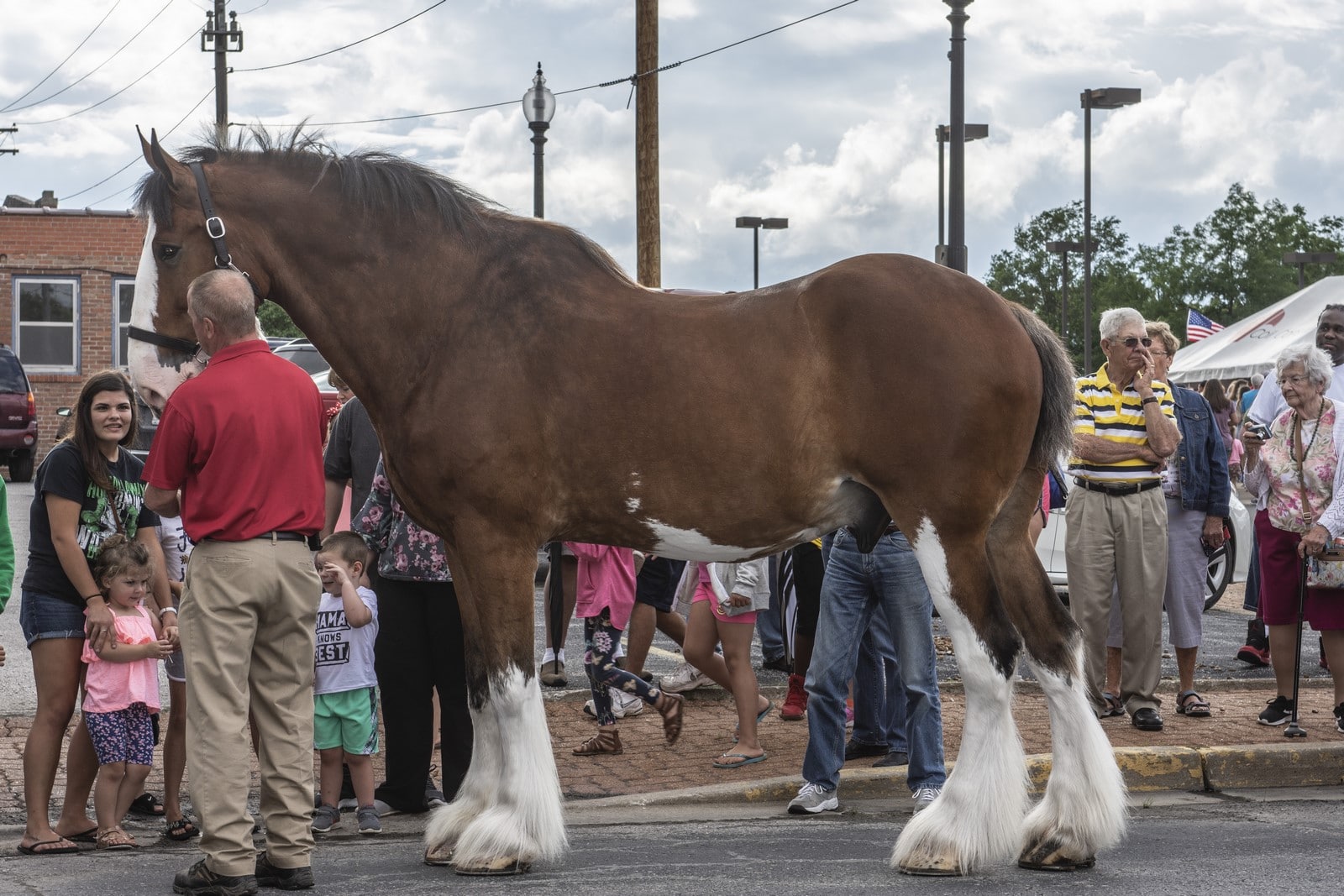 A large Clydesdale horse stands in the street surrounded by a group of people during a parade