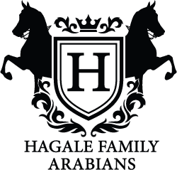 Hagale Family Arabians